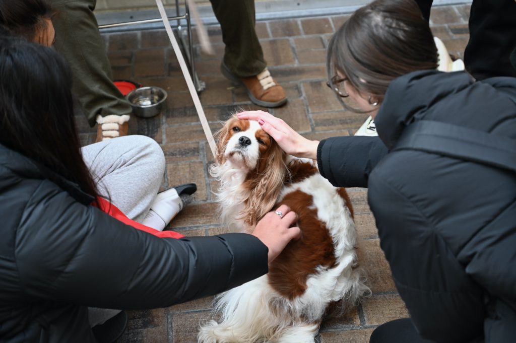Small brown and white dog being petted by students.